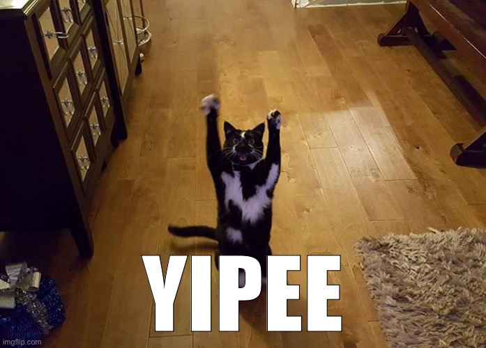 Yipeee cat | YIPEE | image tagged in yipeee cat | made w/ Imgflip meme maker