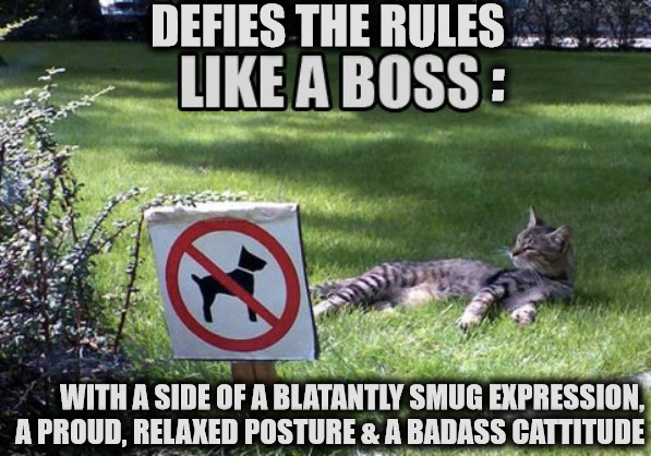 Proud, Defiant Boss Cat | DEFIES THE RULES; :; WITH A SIDE OF A BLATANTLY SMUG EXPRESSION, A PROUD, RELAXED POSTURE & A BADASS CATTITUDE | image tagged in cats,funny,screw you,proud,smug,bad ass | made w/ Imgflip meme maker