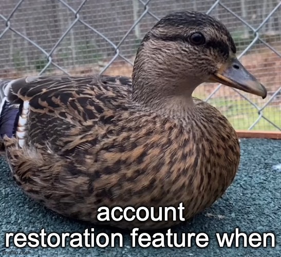 Bubbles the Duck | account restoration feature when | image tagged in bubbles the duck | made w/ Imgflip meme maker