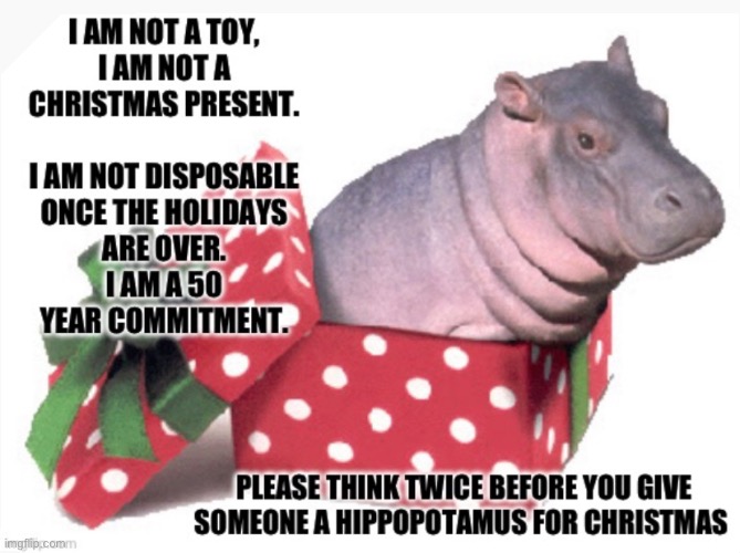 I want a hippopotamus for Christmas | image tagged in merry christmas,happy holidays,christmas gifts,ho ho ho,stockings,nfl football | made w/ Imgflip meme maker