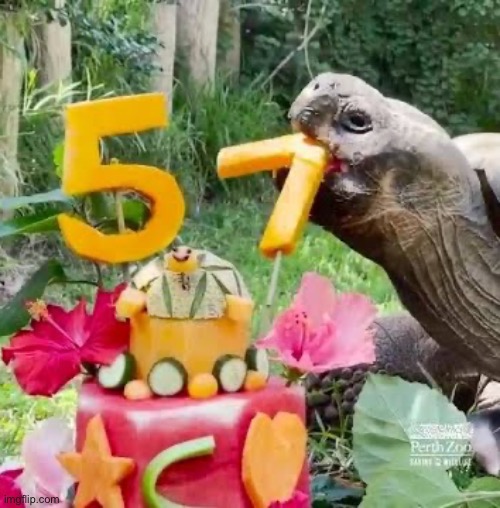 Turtle turns 57 | made w/ Imgflip meme maker
