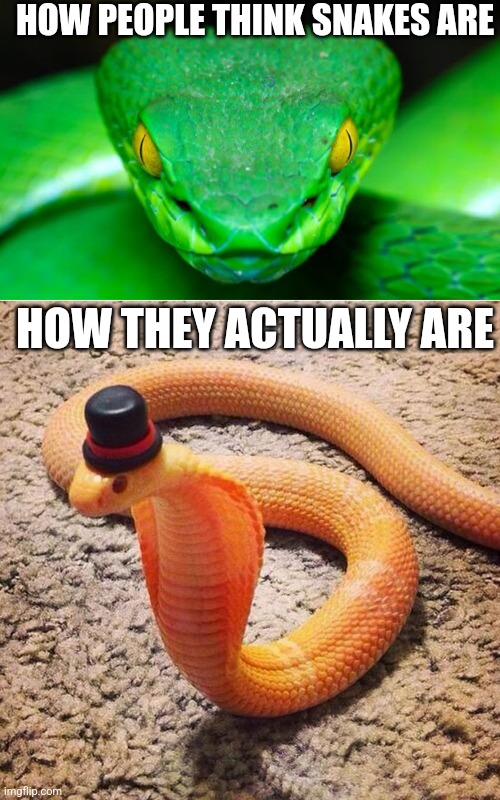 Snek meme | HOW PEOPLE THINK SNAKES ARE; HOW THEY ACTUALLY ARE | image tagged in scary snake,dapper snek,snek | made w/ Imgflip meme maker