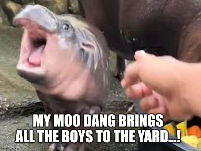 Milkshake? Nah | MY MOO DANG BRINGS ALL THE BOYS TO THE YARD...! | image tagged in moo deng | made w/ Imgflip meme maker