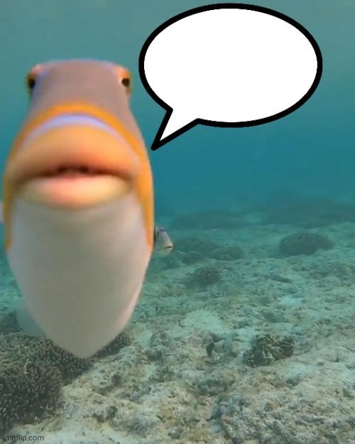 staring fish | image tagged in staring fish | made w/ Imgflip meme maker