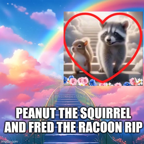 Peanut the Squirrel  and Fred the Racoon RIP | PEANUT THE SQUIRREL AND FRED THE RACOON RIP | image tagged in animals | made w/ Imgflip meme maker