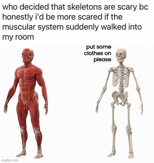 It's a Valid Question | put some
clothes on
please | image tagged in funny memes,skeletons,muscular | made w/ Imgflip meme maker