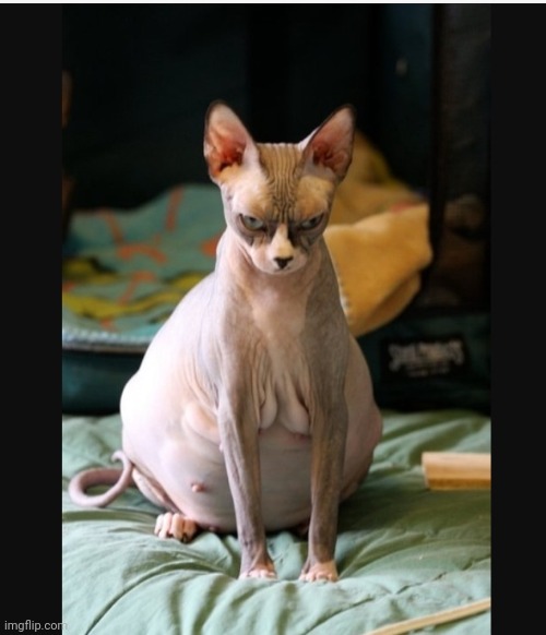 image tagged in hairless pregnant cat | made w/ Imgflip meme maker