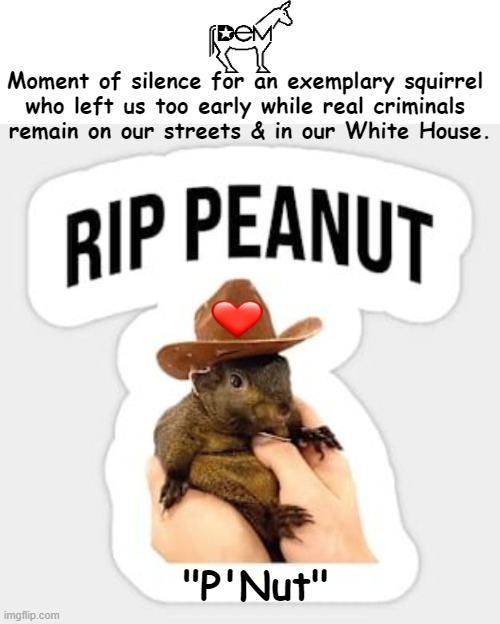 GONE but not forgotten! | Moment of silence for an exemplary squirrel 
who left us too early while real criminals 
remain on our streets & in our White House. "P'Nut" | image tagged in peanut,gone,never forget,democrats,government corruption,political humor | made w/ Imgflip meme maker