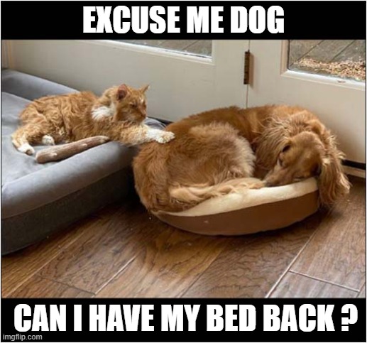 That Pesky Dog ! | EXCUSE ME DOG; CAN I HAVE MY BED BACK ? | image tagged in cats,dog,beds | made w/ Imgflip meme maker