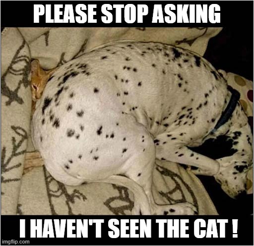 A Mystery Disappearance ! | PLEASE STOP ASKING; I HAVEN'T SEEN THE CAT ! | image tagged in dogs,cat,disappeared | made w/ Imgflip meme maker