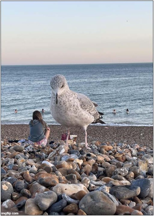 That's A Big Seagull ! | image tagged in seagull,huge,optical illusion | made w/ Imgflip meme maker