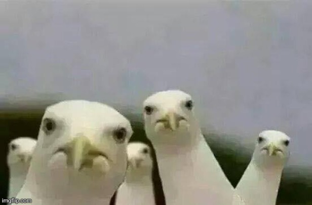 Seagulls_Mine | image tagged in seagulls_mine | made w/ Imgflip meme maker