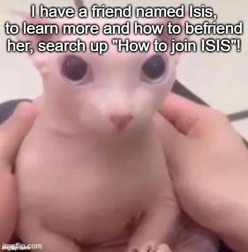 bingus | I have a friend named Isis, to learn more and how to befriend her, search up "How to join ISIS"! | image tagged in bingus | made w/ Imgflip meme maker