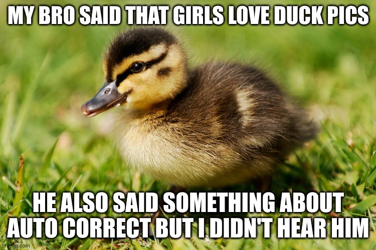 Duck pics | MY BRO SAID THAT GIRLS LOVE DUCK PICS; HE ALSO SAID SOMETHING ABOUT AUTO CORRECT BUT I DIDN'T HEAR HIM | image tagged in duck | made w/ Imgflip meme maker