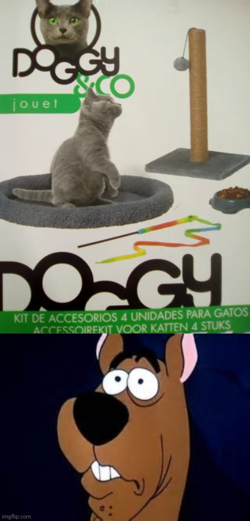 Doggy & co, more like Kitty & co | image tagged in scooby doo surprised,cat,cats,you had one job,memes,dog | made w/ Imgflip meme maker