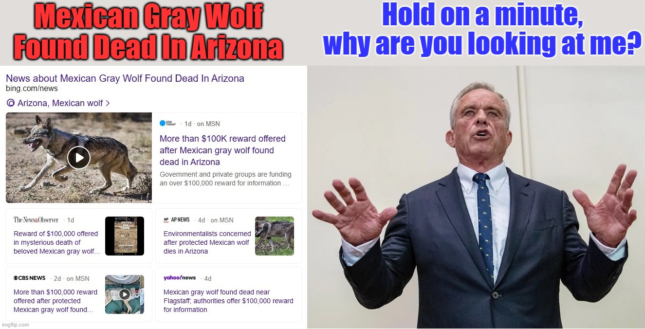 Hold on a minute, why are you looking at me? Mexican Gray Wolf Found Dead In Arizona | image tagged in rfk jr | made w/ Imgflip meme maker