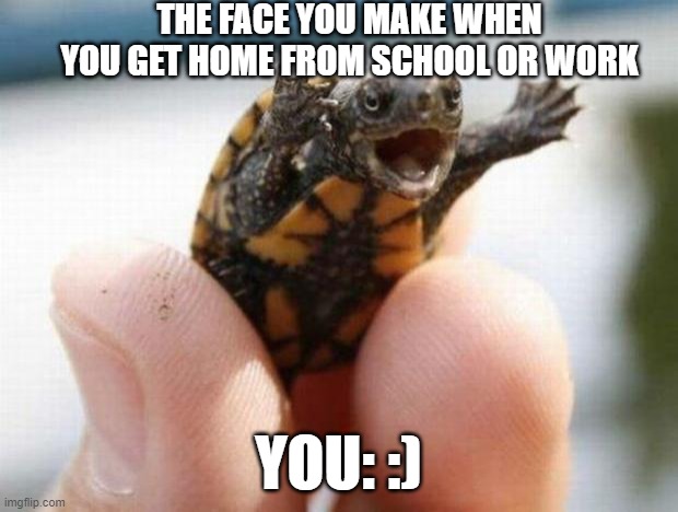 You when you get home | THE FACE YOU MAKE WHEN YOU GET HOME FROM SCHOOL OR WORK; YOU: :) | image tagged in happy baby turtle | made w/ Imgflip meme maker