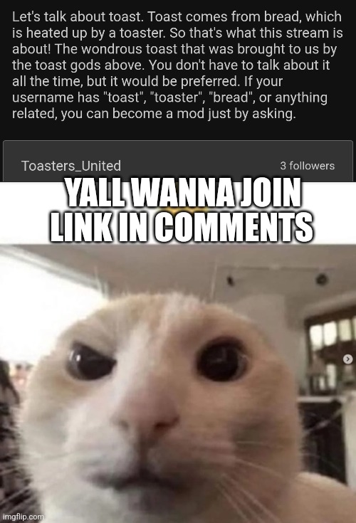 Yes | YALL WANNA JOIN; LINK IN COMMENTS | image tagged in raised eyebrow cat | made w/ Imgflip meme maker