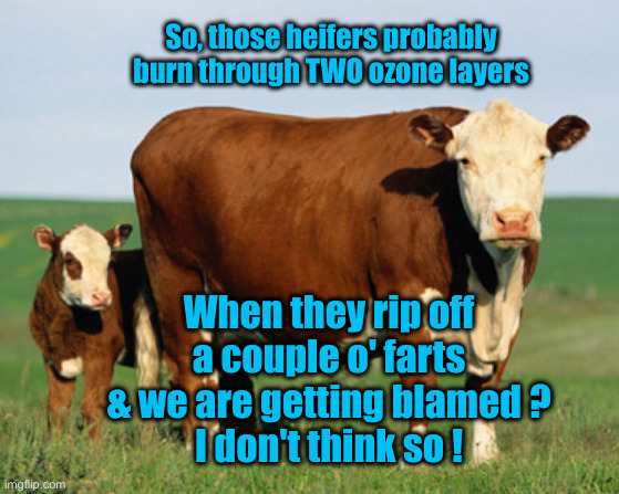 So, those heifers probably burn through TWO ozone layers When they rip off a couple o' farts & we are getting blamed ?
I don't think so ! | image tagged in beefcow1 | made w/ Imgflip meme maker