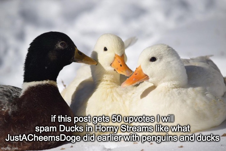 Dunkin Ducks | if this post gets 50 upvotes I will spam Ducks in Horny Streams like what JustACheemsDoge did earlier with penguins and ducks | image tagged in dunkin ducks | made w/ Imgflip meme maker