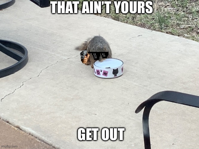 A squirrel stole my water | THAT AIN’T YOURS; GET OUT | image tagged in memes,squirrel | made w/ Imgflip meme maker