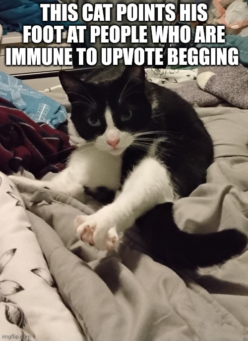 (He's pointing at you) | THIS CAT POINTS HIS FOOT AT PEOPLE WHO ARE IMMUNE TO UPVOTE BEGGING | image tagged in cat foot | made w/ Imgflip meme maker