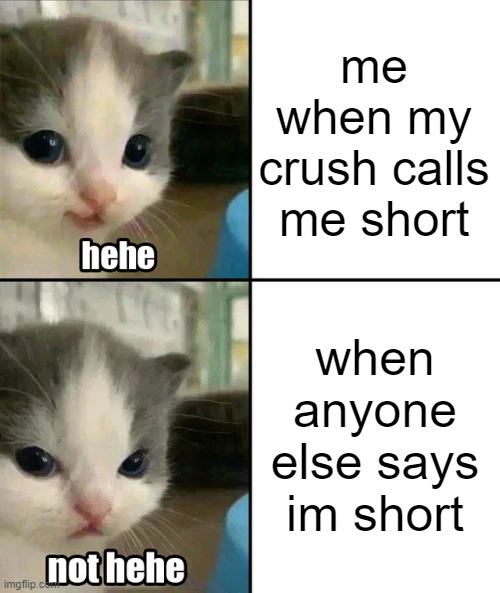 im nooot thaaaaaatttt short | me when my crush calls me short; when anyone else says im short | image tagged in cute cat hehe and not hehe | made w/ Imgflip meme maker