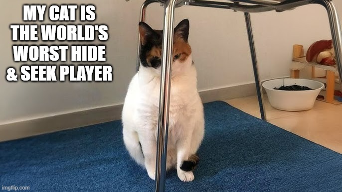 memes by Brad - My cat is the world's worst hide & seed player | MY CAT IS THE WORLD'S WORST HIDE & SEEK PLAYER | image tagged in cats,funny,kittens,hide and seek,humor,funny cat memes | made w/ Imgflip meme maker