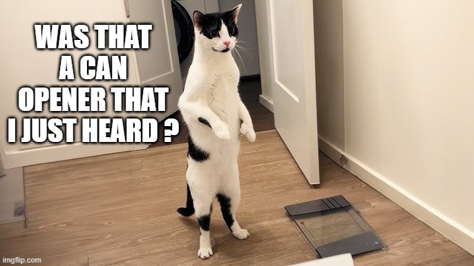 memes by Brad - My cat just heard a can opener | WAS THAT A CAN OPENER THAT I JUST HEARD ? | image tagged in cats,funny,kittens,humor,funny cat memes,cute kittens | made w/ Imgflip meme maker