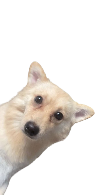 doggie Blank Meme Template