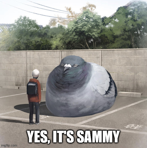 Beeg Birb | YES, IT'S SAMMY | image tagged in beeg birb | made w/ Imgflip meme maker