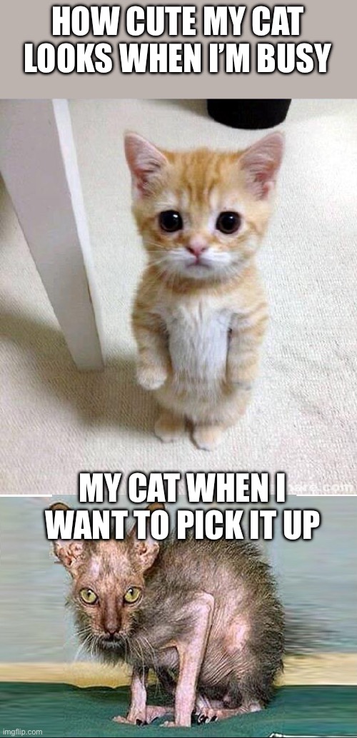 HOW CUTE MY CAT LOOKS WHEN I’M BUSY; MY CAT WHEN I WANT TO PICK IT UP | image tagged in memes,cute cat,ugly cat | made w/ Imgflip meme maker