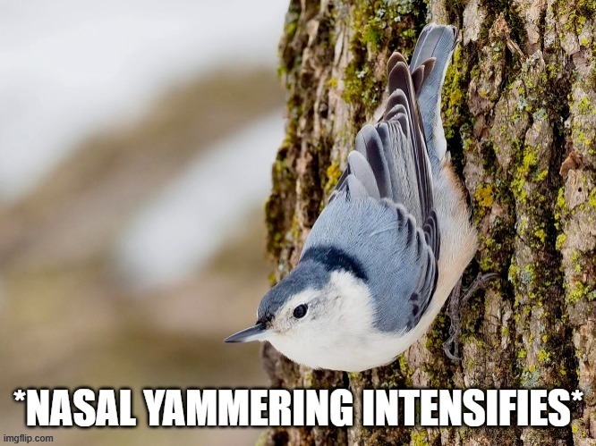 nuthatches be like | image tagged in nasal yammering intensifies | made w/ Imgflip meme maker