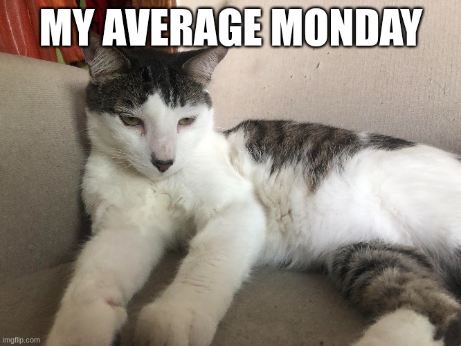 MY AVERAGE MONDAY | image tagged in memes,i hate mondays,cat | made w/ Imgflip meme maker