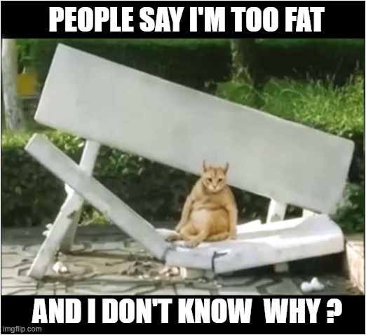 A Bench Press ! | PEOPLE SAY I'M TOO FAT; AND I DON'T KNOW  WHY ? | image tagged in cats,fat cat,bench | made w/ Imgflip meme maker