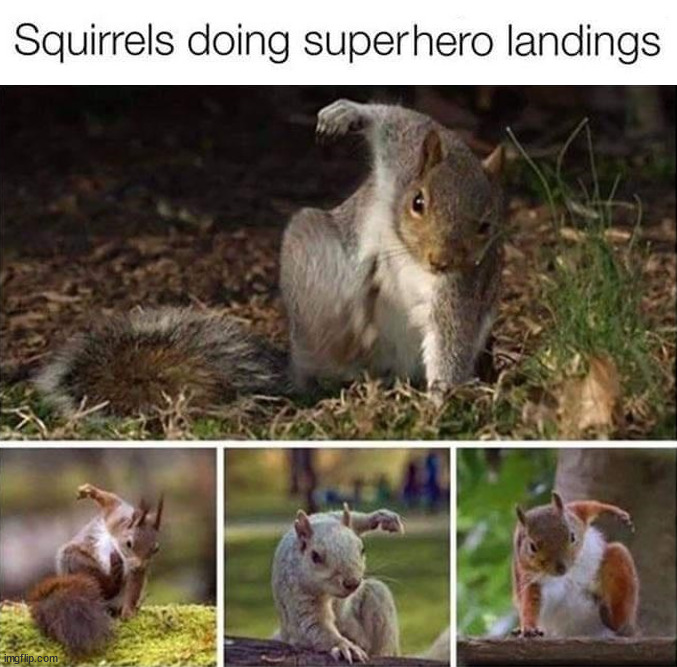 Squirrel | image tagged in wholesome | made w/ Imgflip meme maker