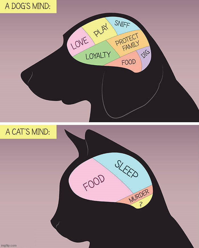 The difference between dogs and cats | image tagged in comics/cartoons | made w/ Imgflip meme maker