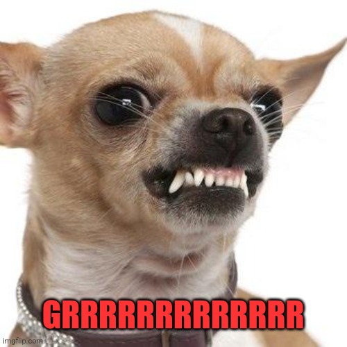 Angry chihuahua  | GRRRRRRRRRRRRR | image tagged in angry chihuahua | made w/ Imgflip meme maker