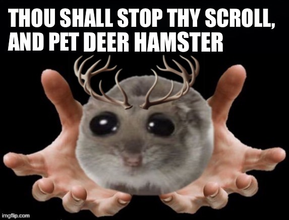 Thou shall stop thy scoll and pet this hamster | DEER HAMSTER | image tagged in thou shall stop thy scoll and pet this hamster | made w/ Imgflip meme maker