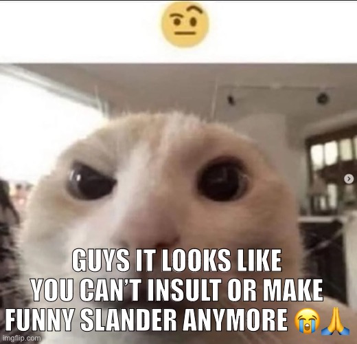 Raised eyebrow cat | GUYS IT LOOKS LIKE YOU CAN’T INSULT OR MAKE FUNNY SLANDER ANYMORE 😭🙏 | image tagged in raised eyebrow cat | made w/ Imgflip meme maker