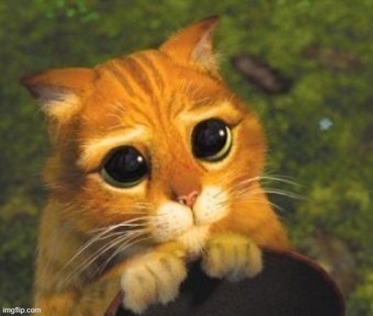 Sad Puppy Eyes Cat | image tagged in sad puppy eyes cat | made w/ Imgflip meme maker