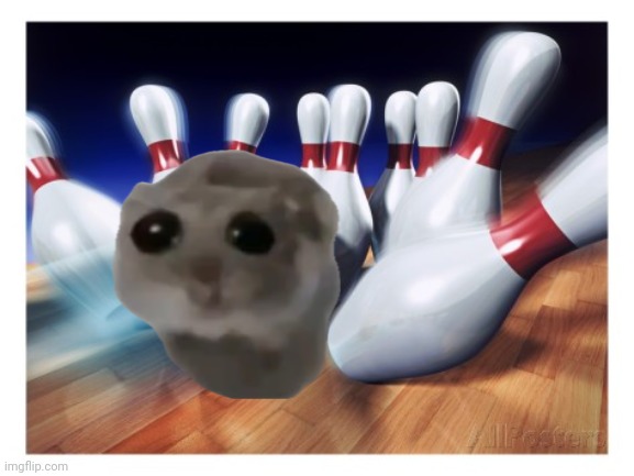 Hamster | image tagged in bowling strike | made w/ Imgflip meme maker