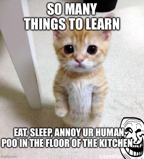 They have too much freedoms 2 | SO MANY THINGS TO LEARN; EAT, SLEEP, ANNOY UR HUMAN, POO IN THE FLOOR OF THE KITCHEN… | image tagged in memes,cute cat,cats,annoying | made w/ Imgflip meme maker