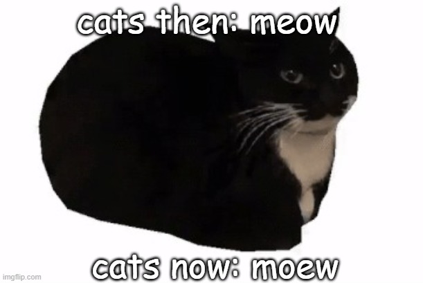 maxwell the cat | cats then: meow; cats now: moew | image tagged in maxwell the cat | made w/ Imgflip meme maker