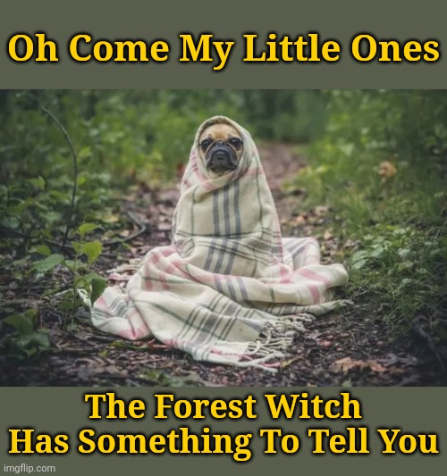 Don't be scared, I'm not going to hurt you | Oh Come My Little Ones; The Forest Witch Has Something To Tell You | image tagged in forest puppy,memes,jokes,dogs | made w/ Imgflip meme maker