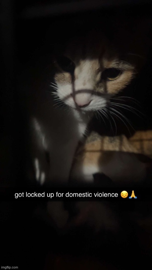 Poor cat | image tagged in memes,funny,cats | made w/ Imgflip meme maker