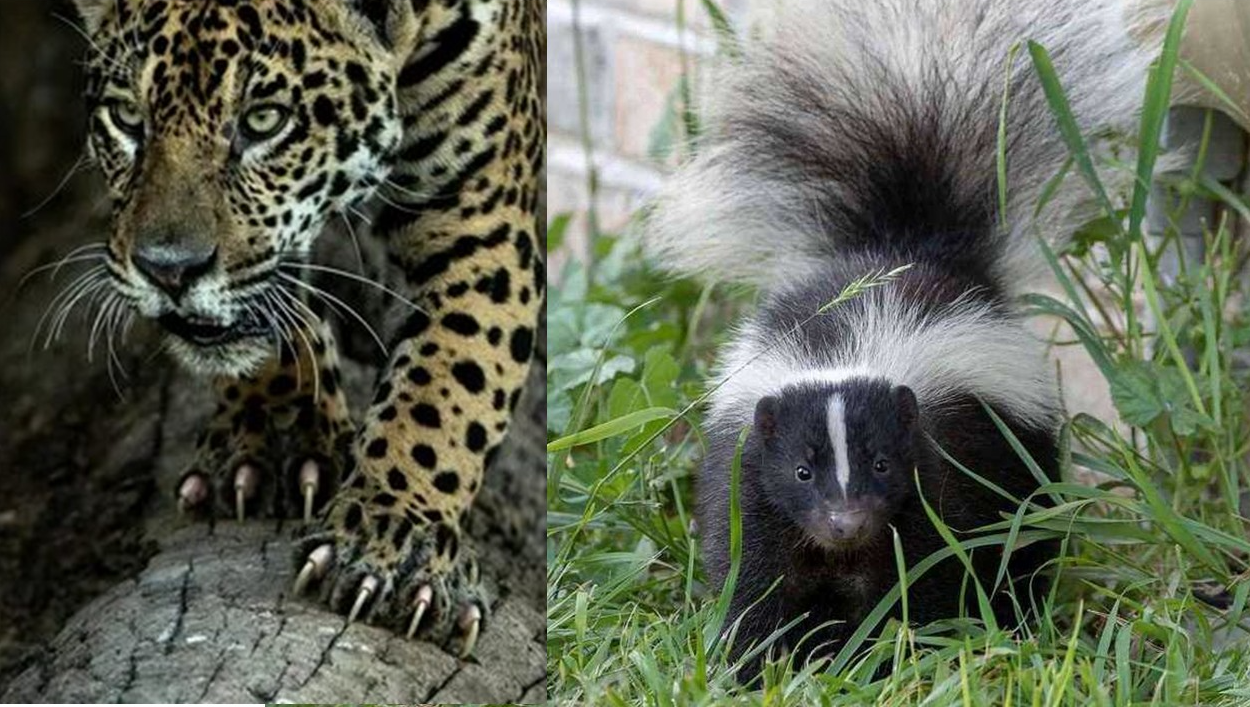 Jaguar transitions to polecat Blank Meme Template