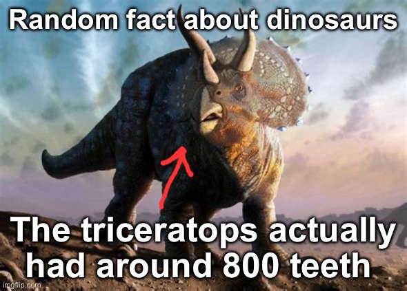 In that beak for some reason | Random fact about dinosaurs; The triceratops actually had around 800 teeth | image tagged in triceratops | made w/ Imgflip meme maker