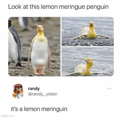 Lemon? | image tagged in lemon,penguin,bad pun,dad joke | made w/ Imgflip meme maker