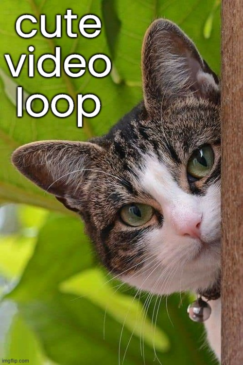 cute video loop | made w/ Imgflip meme maker